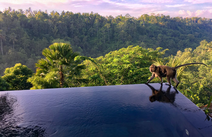 A avea noroc cu carul poate fi definit și ca o combinație dintre o piscină superbă și o priveliște încă și mai și, undeva într-o pădure din Bali