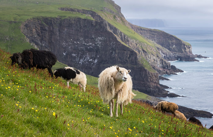 Oile din Insulele Feroe au o manieră bizară de a escalada aceste terenuri stâncoase, stând țepene ca rocile de sub picioare