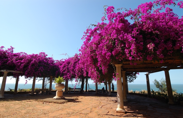 Flori de grădină pe coasta din Maputo