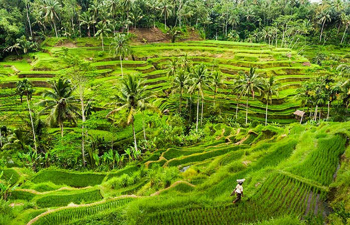 : Cine mai pătrunde barem noțiunea de timp în mijlocul teraselor de orez din Bali