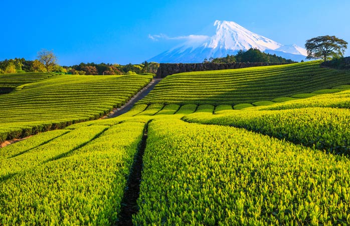  Muntele Fuji veghează etern peste câmpurile de ceai verde din Shizuoka