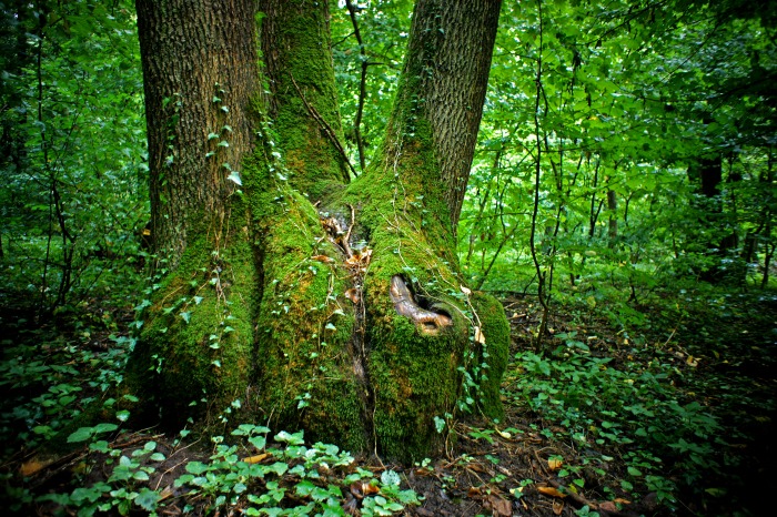 Pădurea Băneasa © Andrei Bârsan