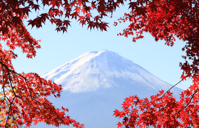  Muntele Fuji când frunzele de toamnă îi stau ramă de tablou© Skyseeker