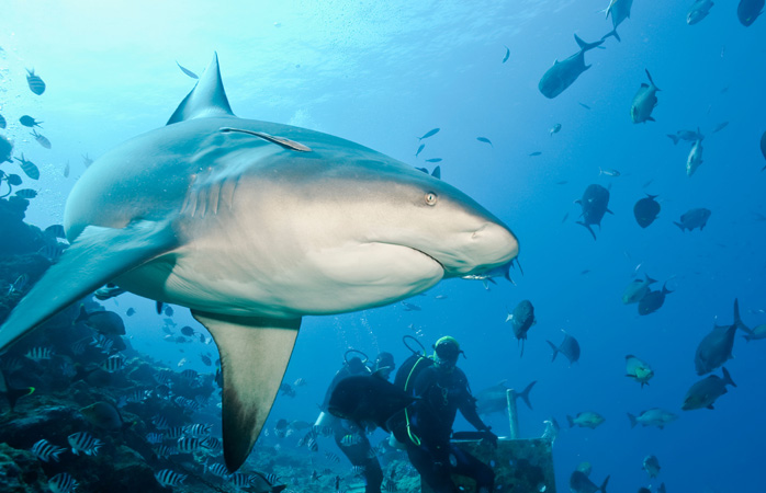  Dă-i fricii un capac pe după ceafă înotând pe lângă rechinii din Rezervația Shark Reef Marine 