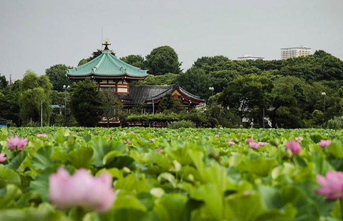  Cine s-a ascuns printre nuferi ca să facă poza, avea în față Lacul Shinobazu Lotus din Parcul Ueno