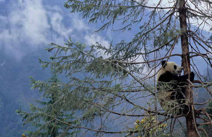 Ursul panda uriaș, una dintre cele mai îndrăgite creaturi ale Creatorului