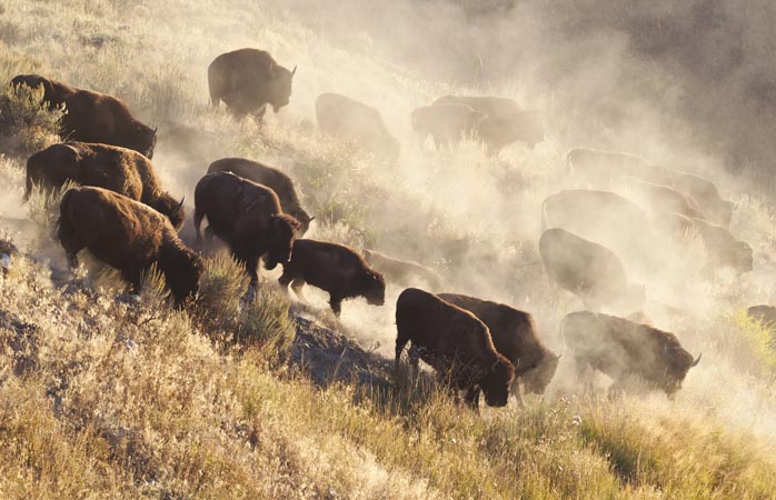 O oarecare ceată de bizoni din Parcul Național Yellowstone